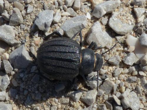 Réf. 292 277 : Pimelia muricata